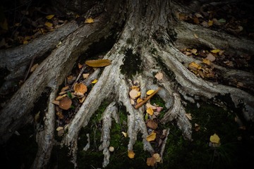 L1000356