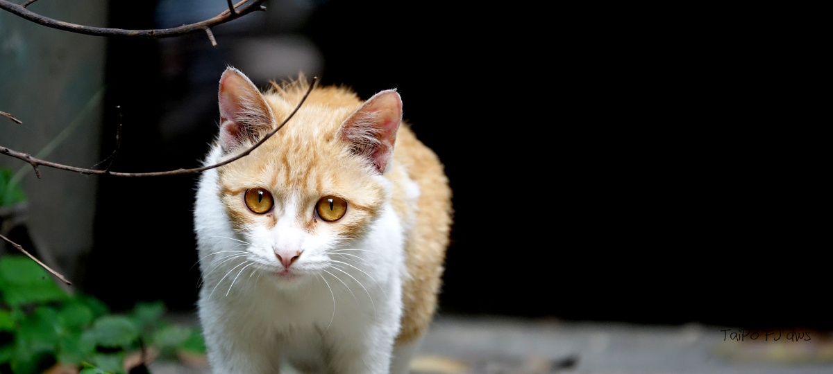网上银河在线游戏 嗯啊戴着不许拿出来bl 在外面不许浪闷骚 1v1h 御宅屋bl小说 网上银河在线游戏 闷骚 Bl 不许 男性向动漫