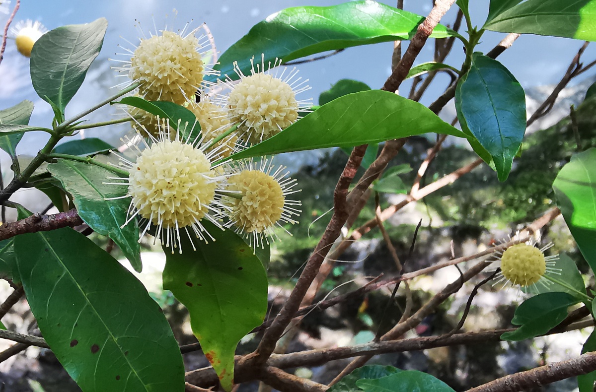 水杨梅 - octopus196