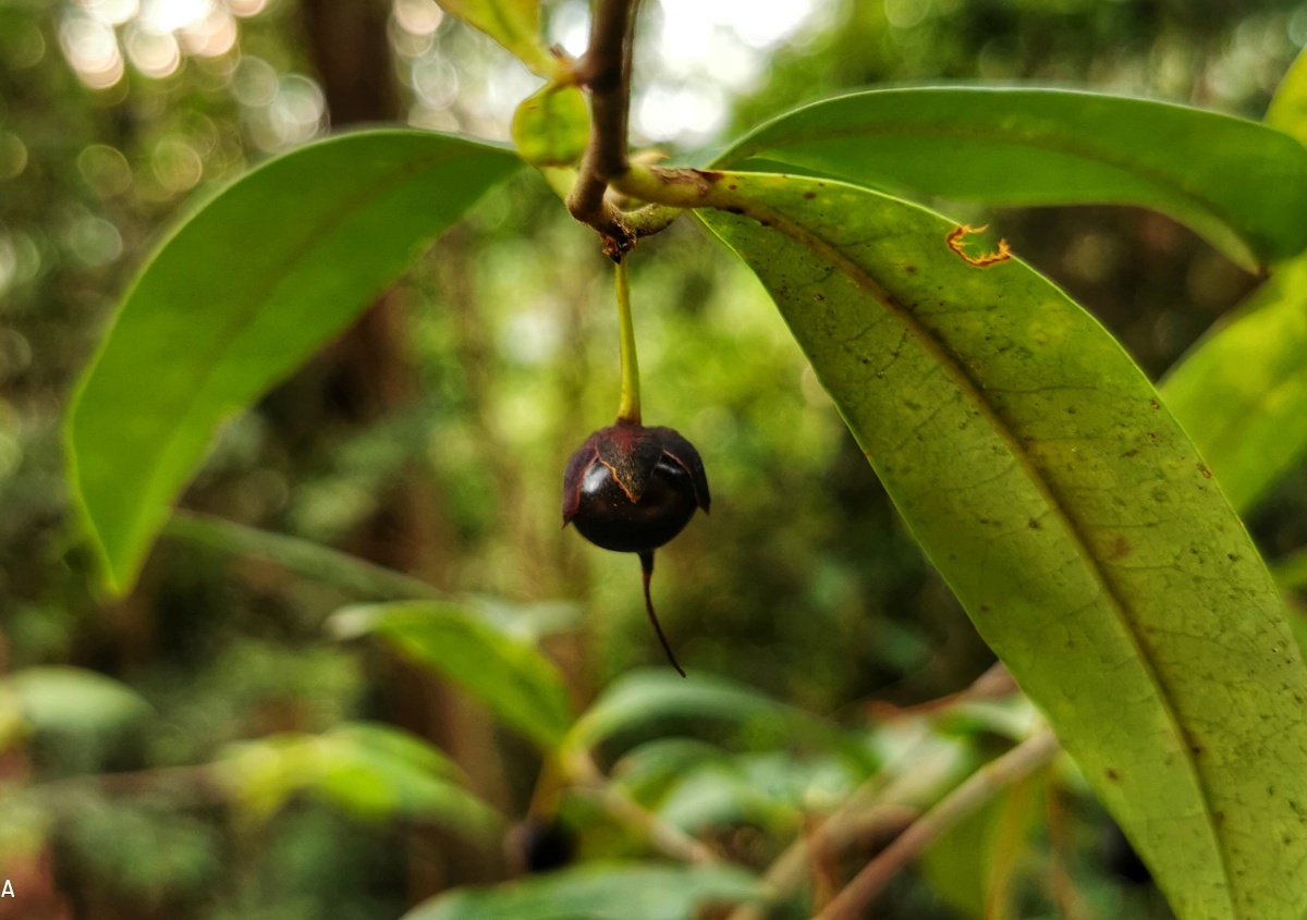 黄瑞木 - octopus196 - 图虫