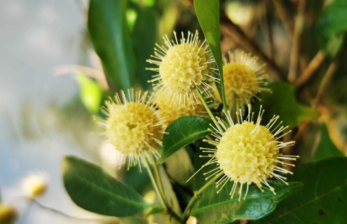 水杨梅 - octopus196