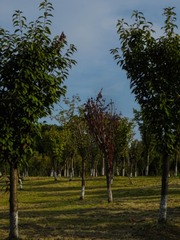 1000066917
