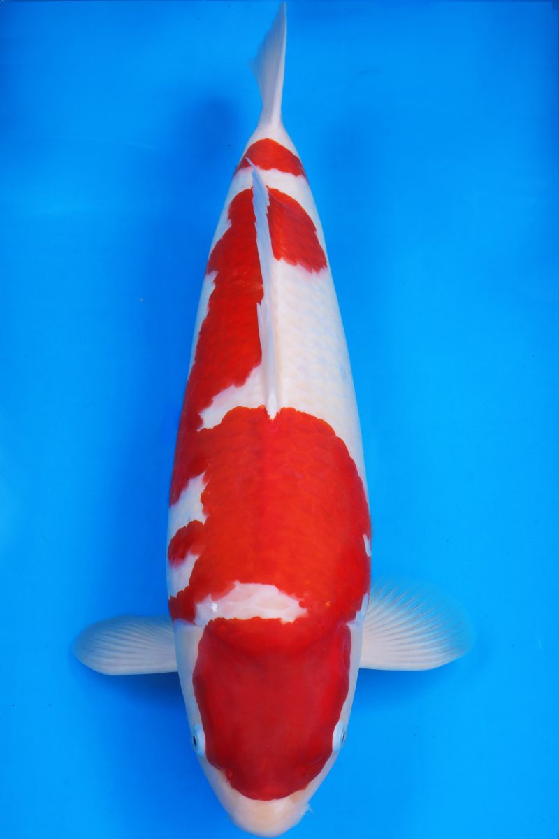 发现锦鲤的魅力