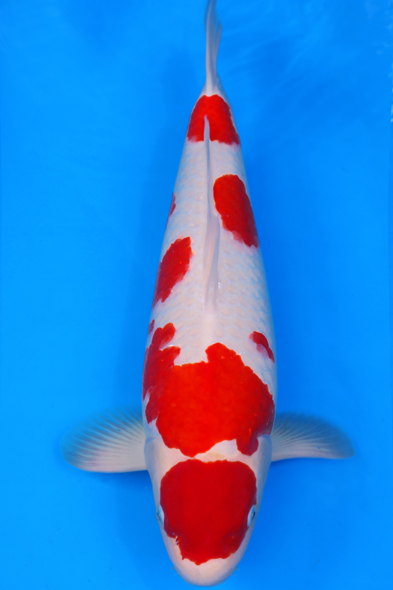 锦鸿之子 - 长龙锦鲤秀 - 图虫