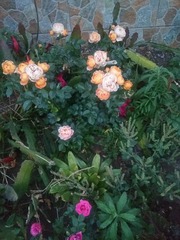 IMG_20200421_194251[1]