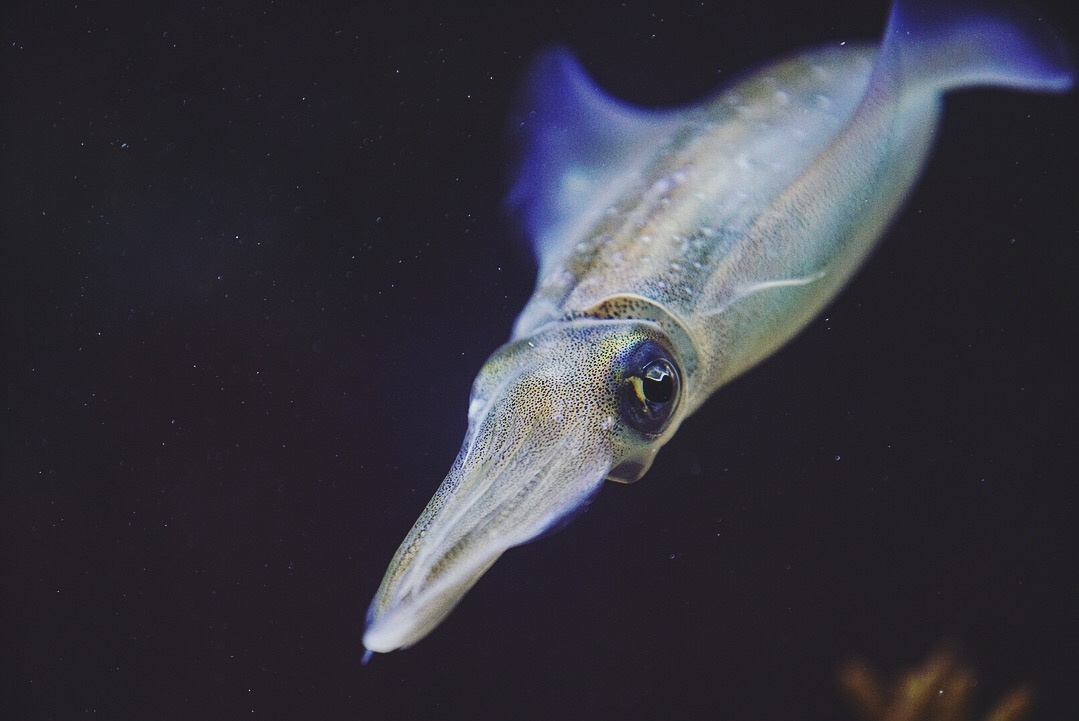 龟头鱼头水母头