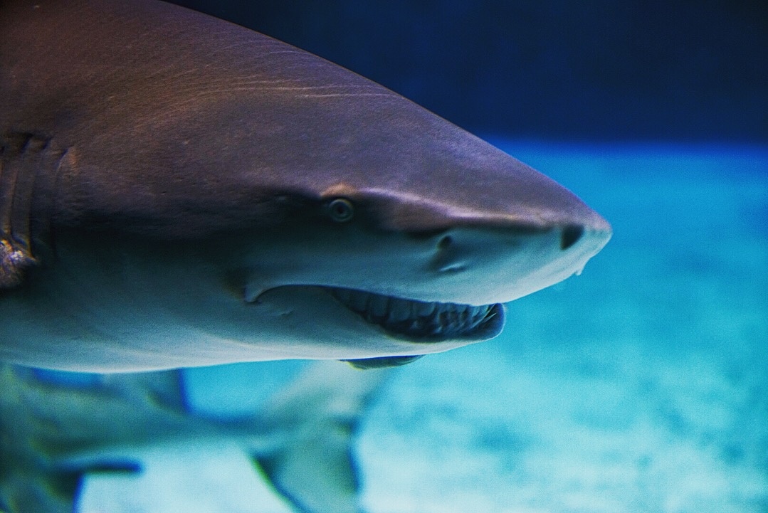龟头鱼头水母头