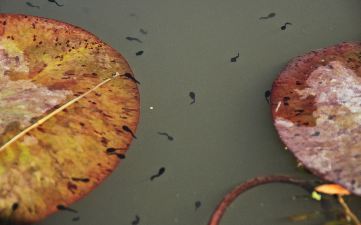 小蝌蚪啊,绿水草啊
