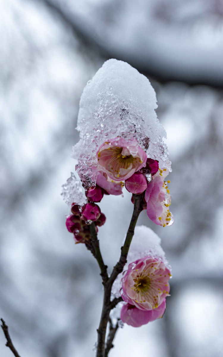 冰雪寒梅