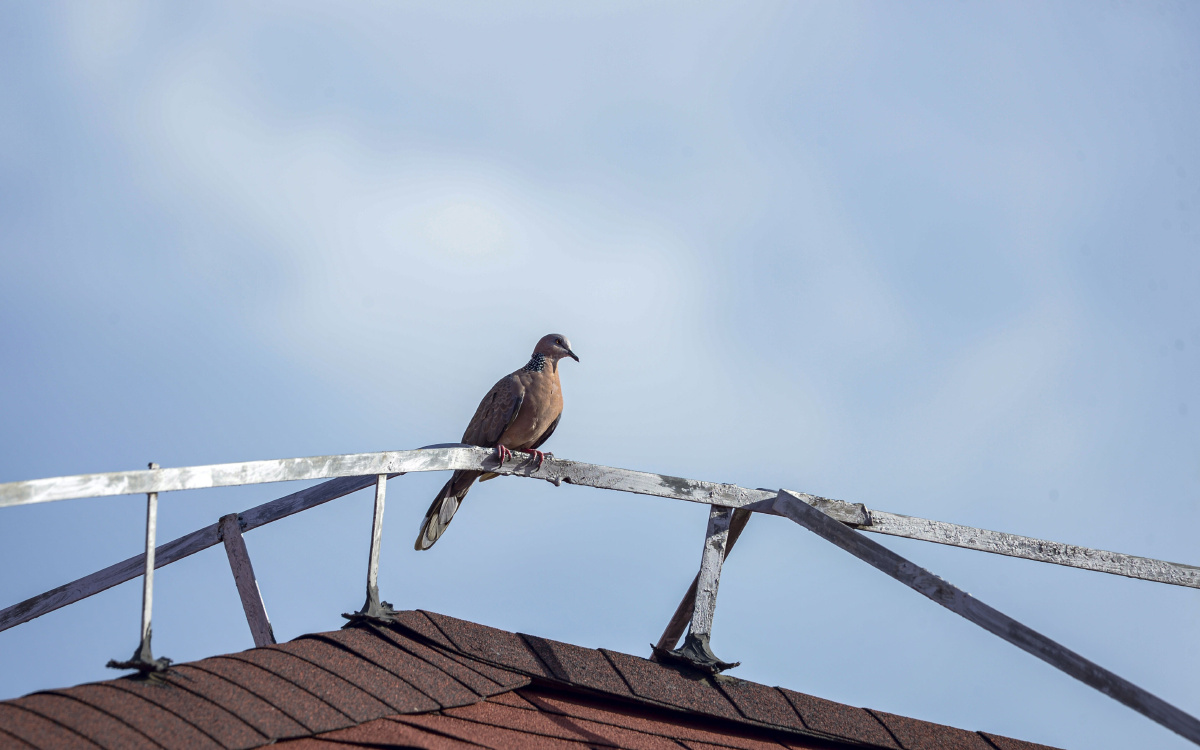 屋顶上的珠颈斑鸠
