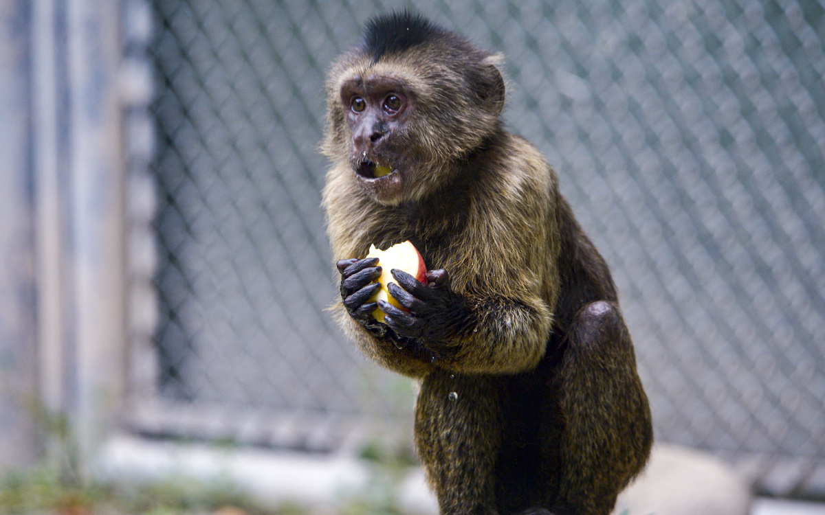 合作 登录 注册 美味啊 10月21日 · 阅读737 df3dray 关注 灰斑悬猴