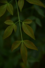 1000026952