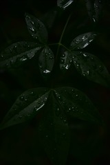 1000026970