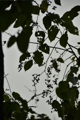 1000027403