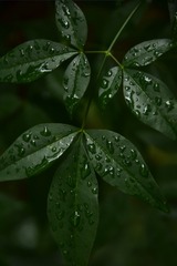 1000026968