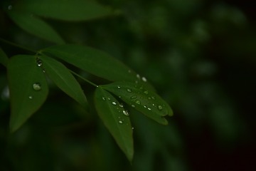 1000026962