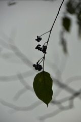 1000027407