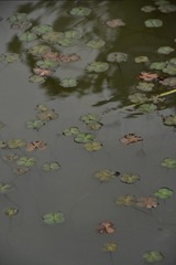 1000026641