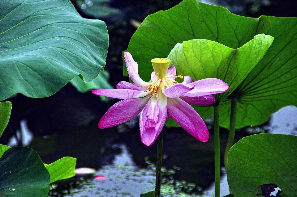Withering Lotus<br />
Shiuan-wu Lake，Nanking