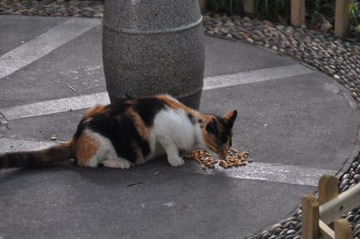DSC_0486.JPG