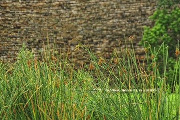 DSC_0530.JPG