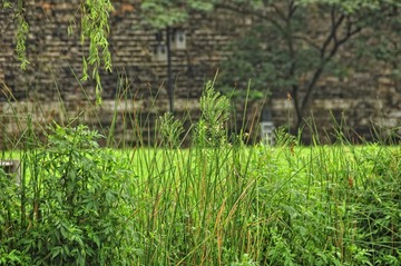 DSC_0531.JPG