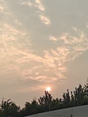 1000033727