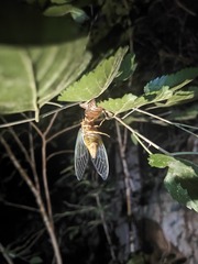 IMG20240726211629