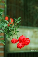 IMG_4820.jpg
