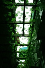 IMG_4777.jpg