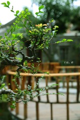 IMG_4786.jpg