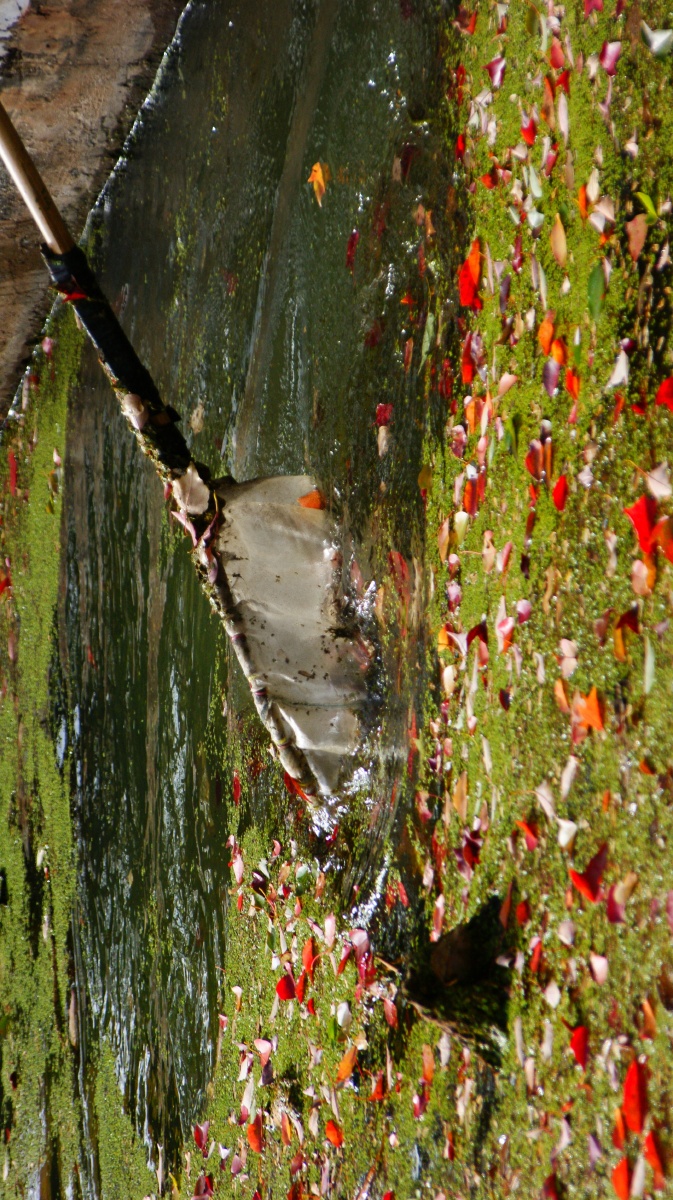 正在打捞水中的落叶