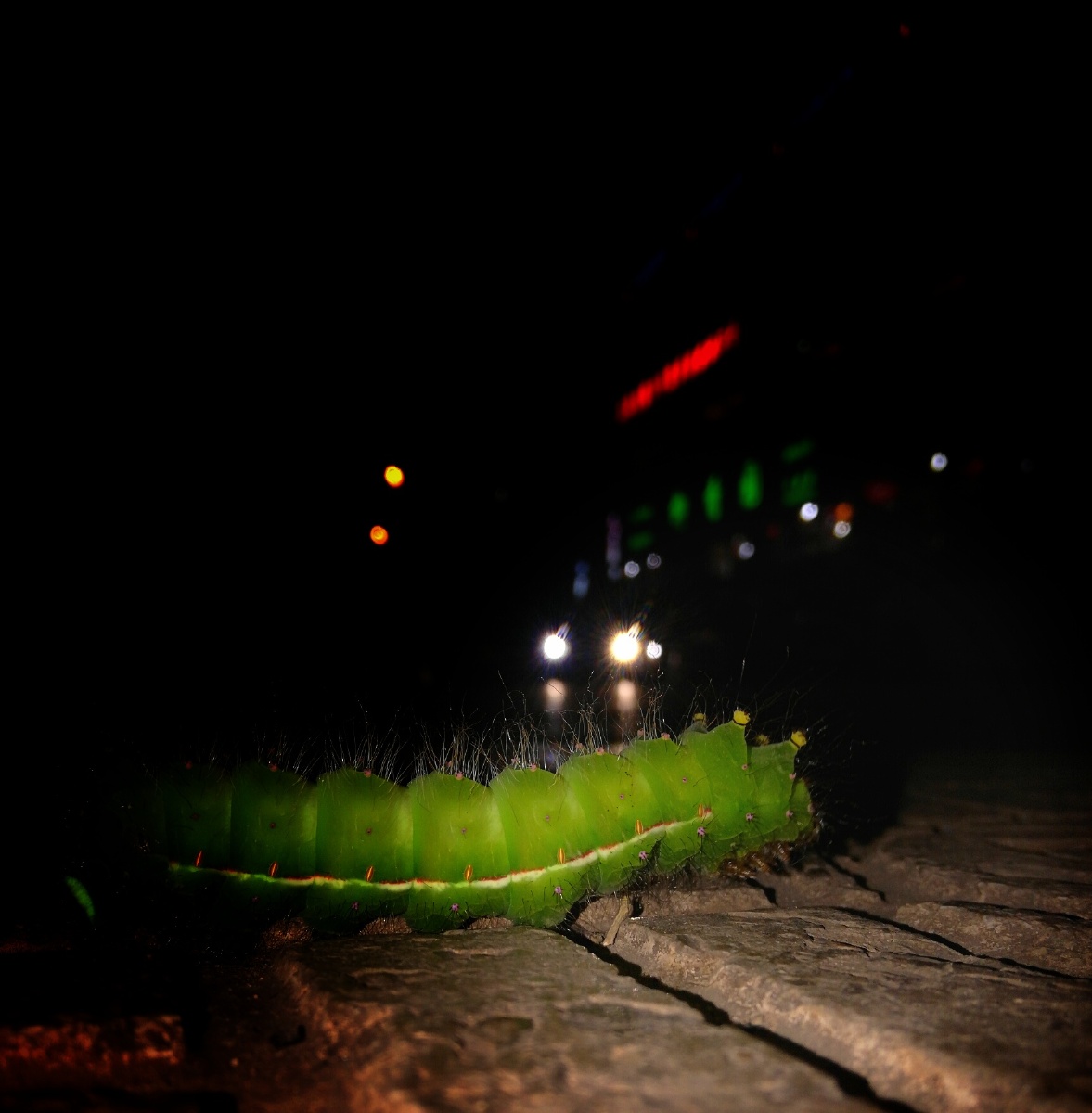 超级大青虫! - 昆明街头 - 图虫网 - 优质摄影师交流社区