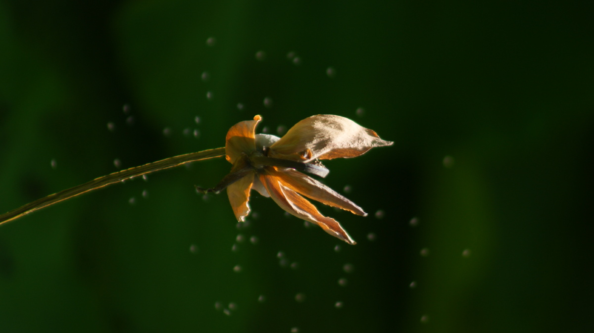 枯萎的荷花在风中摇曳