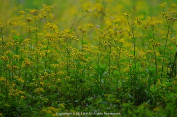 山野的花