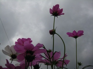 2009-3-22 花会 7