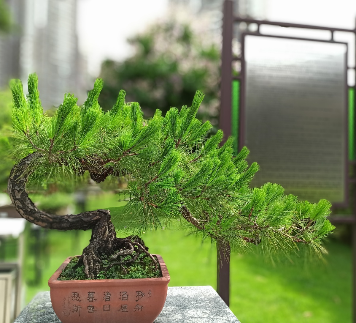 招展劲松事事如意