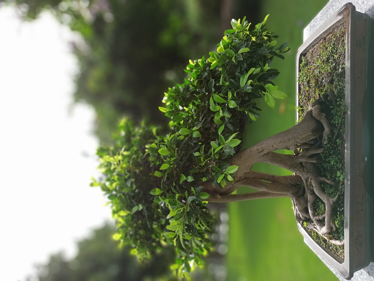 招展劲松事事如意