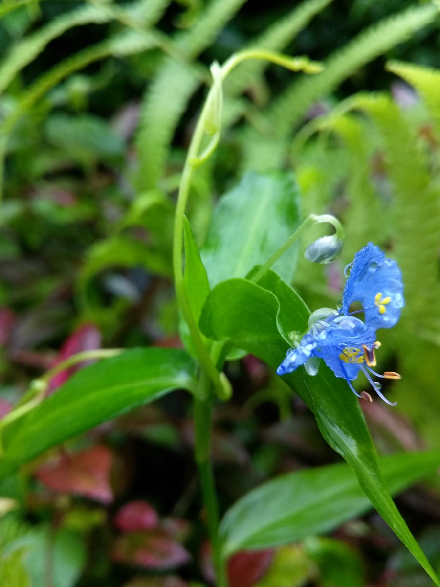 鸭跖草