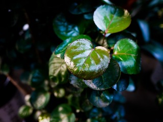 _1100338