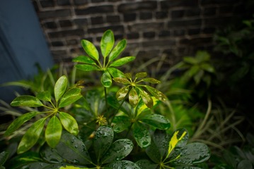 L1003558
