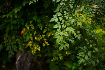 L1003604