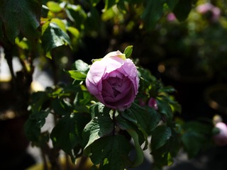 L1120278