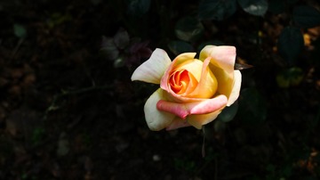 L1210900