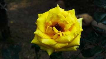 L1210910