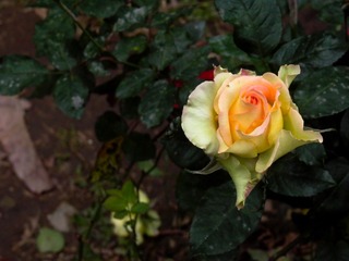 L1020578