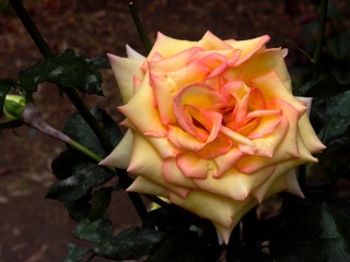 L1020584
