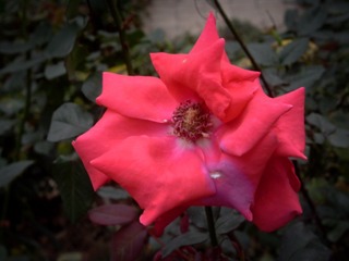 L1020595