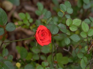 L1020600