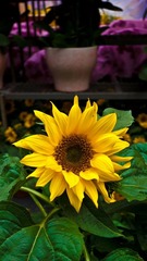 L1170065.jpg